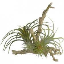 Faux Air Plant on Ornamental Wood  by Grand Illusions